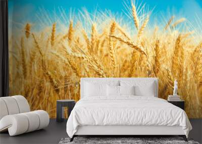 Gold wheat field and blue sky Wall mural