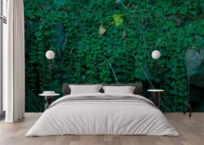 The green forest bush among stones and grass. The photo was made in macro style for your fresh nature design. Wall mural