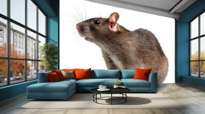 A brown rat is seen standing on a Png background, a brown rat isolated on transparent background Wall mural