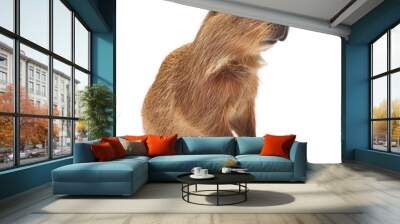 A capybara sitting calmly on a plain white surface, a capybara isolated on transparent background Wall mural