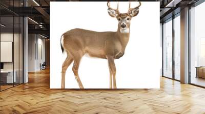 A white tailed deer is standing in front of a Png background, a white-tailed deer isolated on transparent background Wall mural