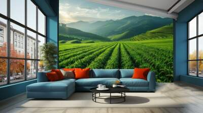 Rice fields, terraces, plantations, farms. Organic Asian rice farm and agriculture. Young rice Wall mural