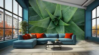 aloe vera plant in garden Wall mural