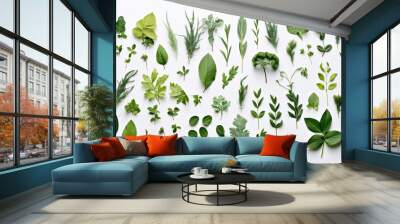 Various Green Leaves and Herbs on White Background Wall mural