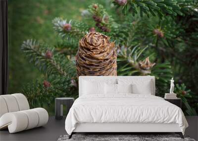 Balsam Fir – Natural Edge.  Resinous cones are upright, 2 to 3 1/2 inches long, oblong to cylindrical. Wall mural