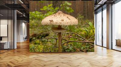 Beautiful mushroom in the autumn forest with a bright beautiful background Wall mural