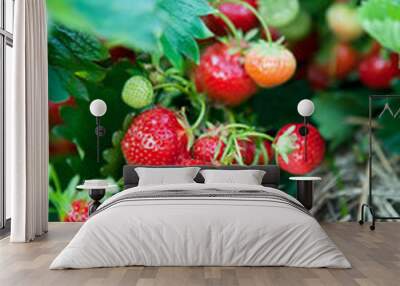 Closeup of fresh organic strawberries Wall mural