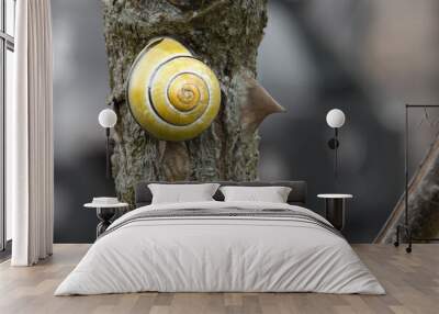 Close up of a yellow snail on a rose branch Wall mural