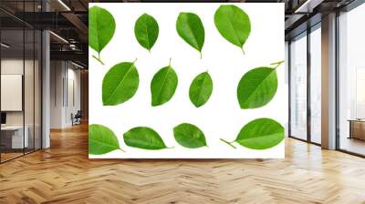 fresh green leaves isolated on white background. Wall mural