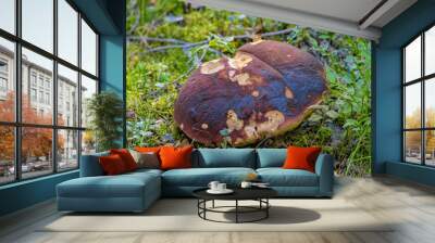 Close-up view to edible brown cap boletus growing in the moss in the coniferous forest. Wall mural