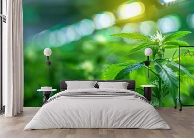 growing cannabis buds in led light beams Wall mural