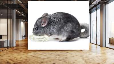 Chinchilla eats food Wall mural