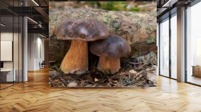 Edible mushroom Imleria badia growing in the spruce forest. Also known as bay bolete. Mushroom with brown cap and brownish stem. Spruce root around. Wall mural