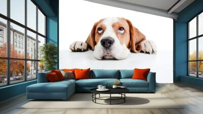 beagle head isolated on  white Wall mural