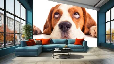 beagle head isolated on white Wall mural