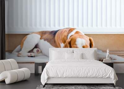 The dog  near to a warm radiator Wall mural