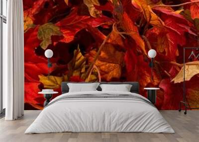 red autumn leaves close up Wall mural