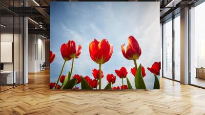 Colorful tulip garden in spring Wall mural