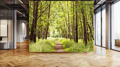 path in a sunny summer forest Wall mural