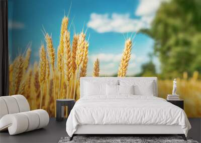 Golden wheat field Wall mural