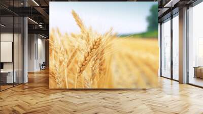 grain field Wall mural