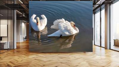 a couple of swans in the blue lake water Wall mural