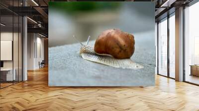 Close-up on edible snail, Roman snail, burgundy snail, escargot after rain on wet concrete Wall mural