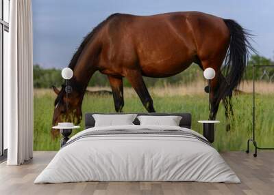 two horses grazing in a meadow Wall mural