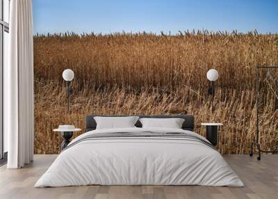 Wheat grows in a field on a farm, crop Wall mural