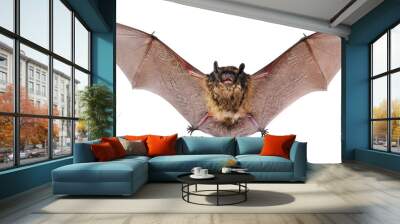 Animal little brown bat flying. Isolated on white.	 Wall mural