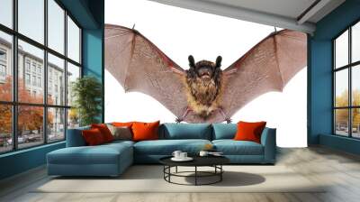 Animal little brown bat flying. Isolated on white. Wall mural