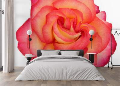 Bud red and yellow rose 2 Wall mural