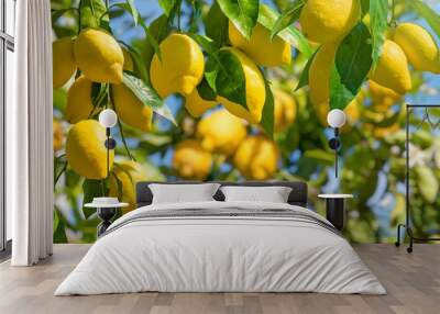 Bunches of fresh yellow ripe lemons with green leaves. Wall mural