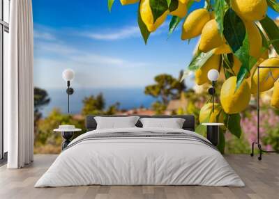 Lemon garden in Capri island ready for harvest. Bunches of fresh yellow ripe lemons with green leaves. Wall mural