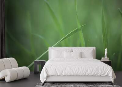 Grass blade on blured green background Wall mural