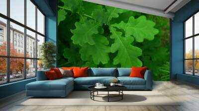 spring oak green leaves background Wall mural