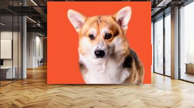 Portrait of a charming corgi dog on an orange background close-up. Wall mural