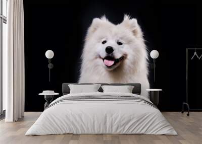 Studio shot of a beautiful Samoyed dog. close-up portrait on a black background Wall mural