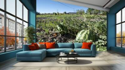 Bed of watermelons in a vegetable garden Wall mural