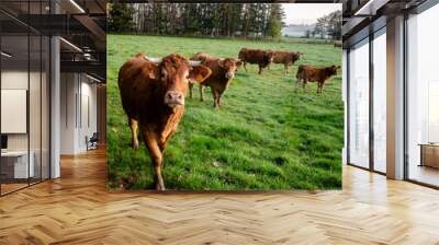 A herd of brown cows on a green meadow with big trees in the background Wall mural