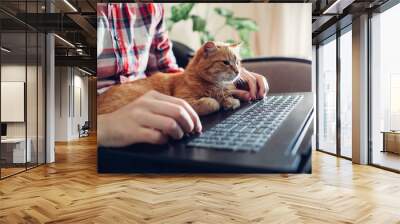 Red cat sits on the hands of a freelancer near the laptop Wall mural