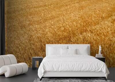 Background of the ripe yellow wheat. Agricultural concept Wall mural