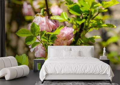 Blossoming branches of the Prunus triloba (Louiseania ulmifolia) on spring Wall mural