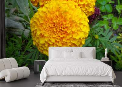 Marigold flowers (Mexican marigold, Aztec marigold) on flowerbed Wall mural