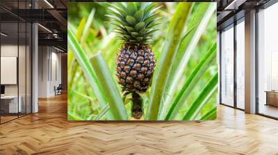 pineapple plant with fruit at the plantation. agricultural concept. tropical fruit Wall mural