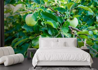 Unripe green apples on a branches of the apple tree Wall mural