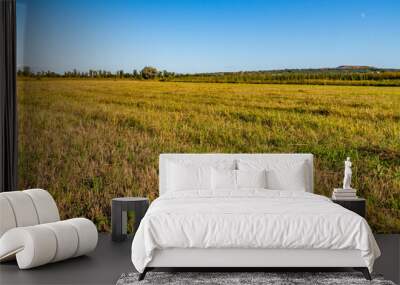 View of the wide green meadow on summer Wall mural