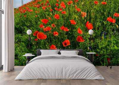 Wild red poppy plants blossoming at spring Wall mural