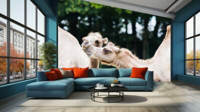 dromedary with his two humps in wild life Wall mural