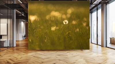 dandelion blowball (Taraxacum officinale) in the control sunlight against the background of the orange evening sky, close-up. Close-up view of a dandelion, blowball against the sunset. Wall mural